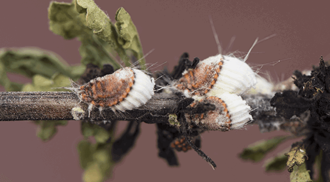 Cottony Maple Scale: How to Treat Cottony Maple Scale | Davey Tree