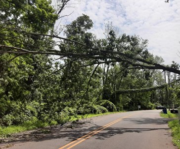 fallen tree over a road