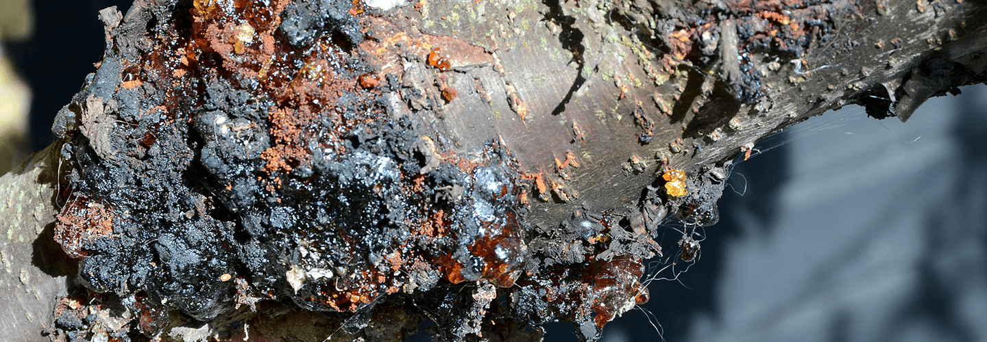 Pest And Disease Center Cherry Bark Tortrix Banner 1440X500