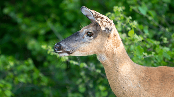Pest And Disease Tick Control Sideimage2 608X341