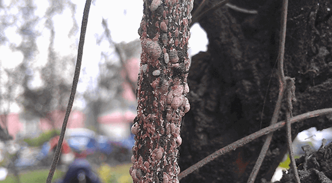Crape Myrtle Bark Scale Identification & Control Treatments | Davey Tree