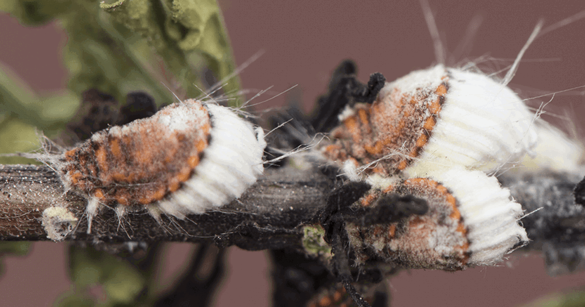 Cottony Maple Scale: How to Treat Cottony Maple Scale | Davey Tree