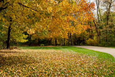 A patch of grass under a large fall-colored tree with leaves all over the ground.