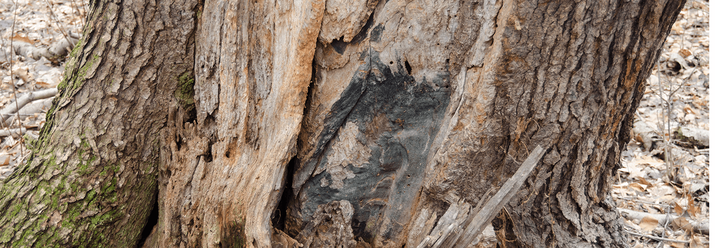 Pest And Disease Borers Banner 1440X500