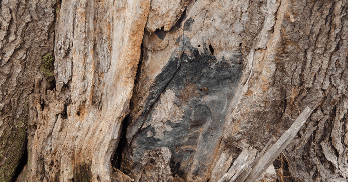 Tree Borers: How to Identify Tree Borers | Davey Tree