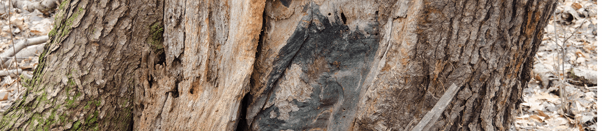 Tree Borers: How to Identify Tree Borers | Davey Tree