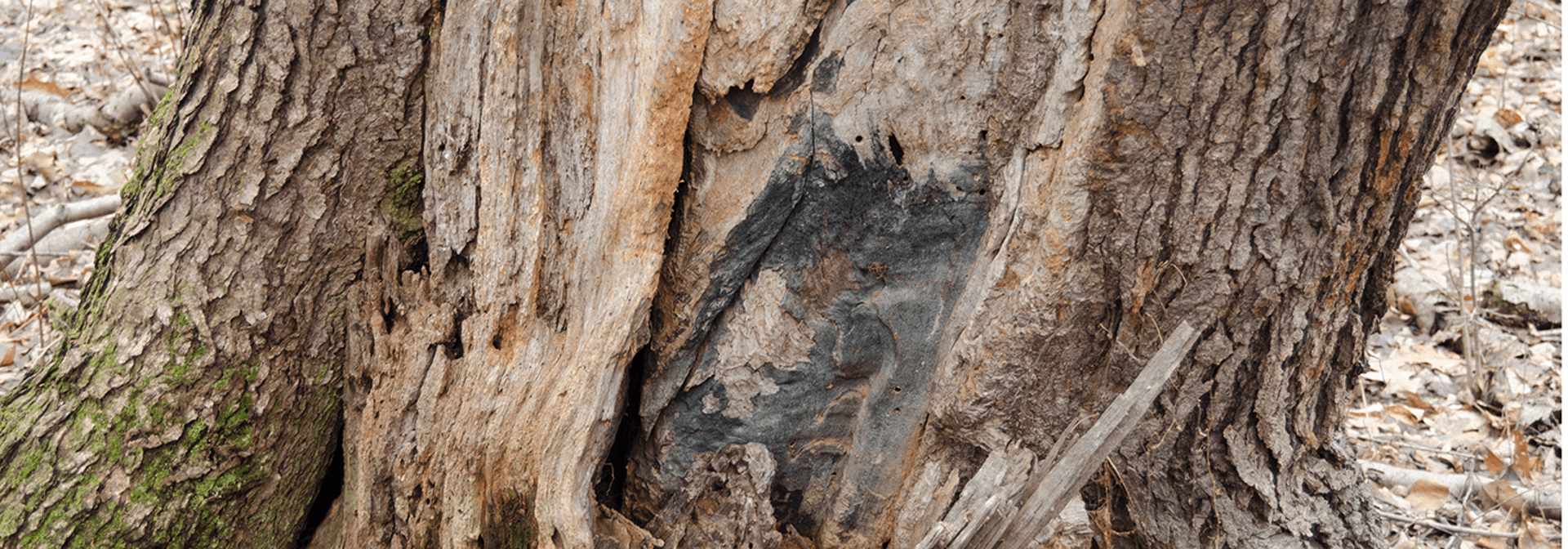 Tree Borers: How to Identify Tree Borers | Davey Tree