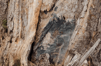 Pest And Disease Borers Banner 1440X500