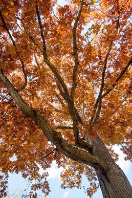 tree with orange leaves in the fall