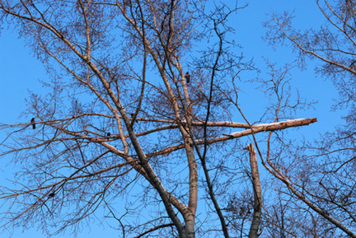 tree damage after a storm