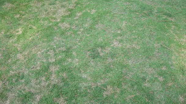 Pest And Disease Dollar Spot Sideimage2 608X341