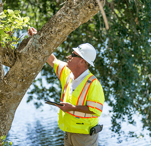 Tree Inspection