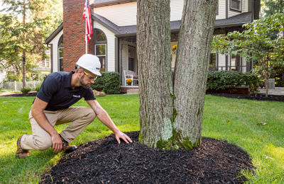 Root Inspection