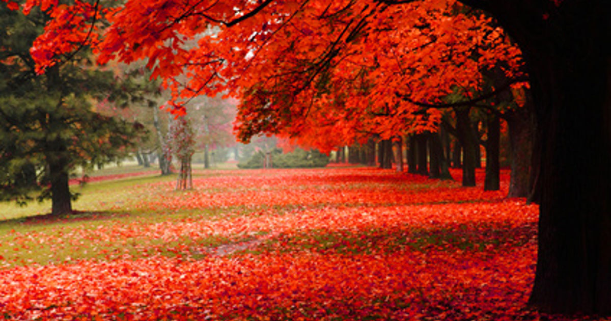 Eight maple trees with the best fall color | Davey Tree