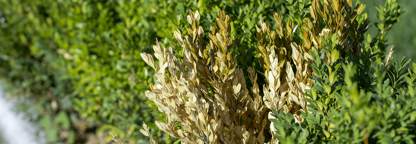 Pest And Disease Boxwood Decline Banner 1440X500