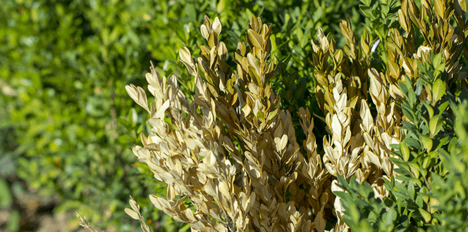 Pest And Disease Boxwood Decline Banner 1440X500