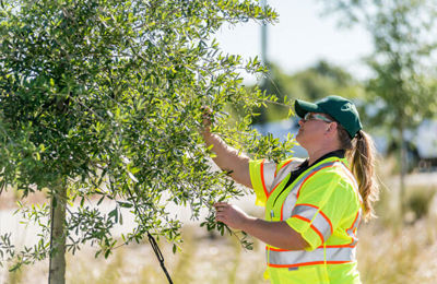 Tree Care & Planting