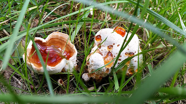Pest And Disease Wood Decay Fungi Sideimage2 608X341