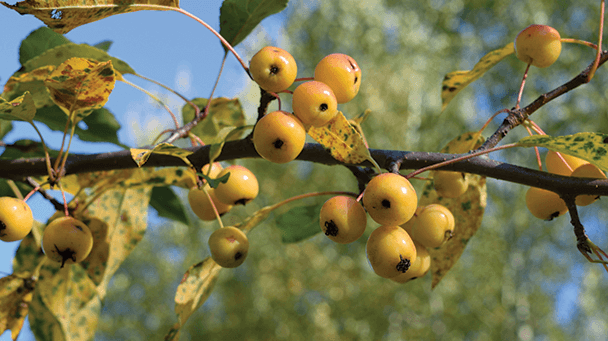 Pest And Disease Apple Scab Sideimage2 608X341