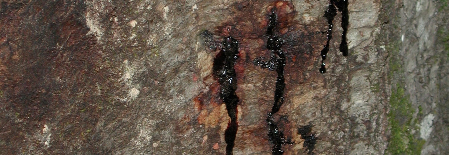 Pest And Disease Phytophthora Bleeding Canker Banner 1440X500