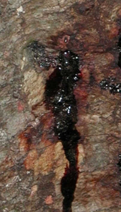 Phytophthora Bleeding Canker Identification & Treatment | Davey Tree