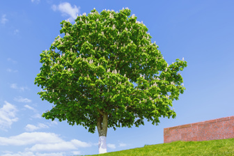 Blossoming tree of the Horse Chestnut with a whitewashed trunk against a blue sky with clouds on a sunny day. Selective focus.