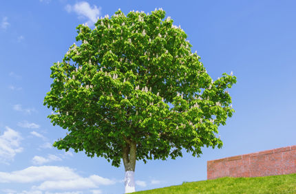 Blooming Buckeye Davey Tree