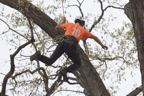 A tree climber competes in a tree climbing event