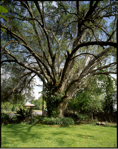 A large ash tree with sprawling limbs and sparce foliage