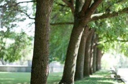 tree lined street