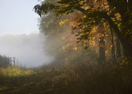 Shadowy trees to the right of a field of grass.