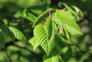 Leaves of elm tree in the spring