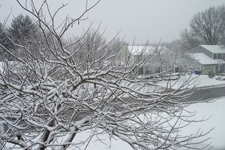snow on branches and yard