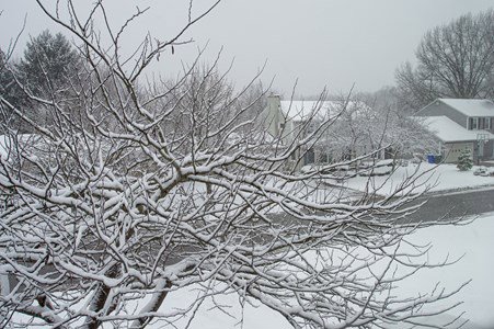 snow on branches and yard