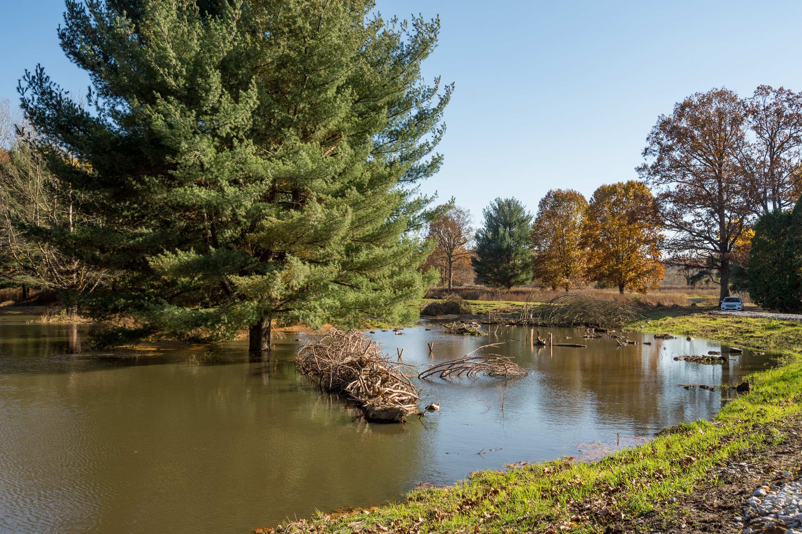 Ecological Restoration