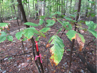 leaves that have been effected by beech leaf disease
