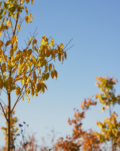 Skinny trees with yellow and orange leaves close in frame