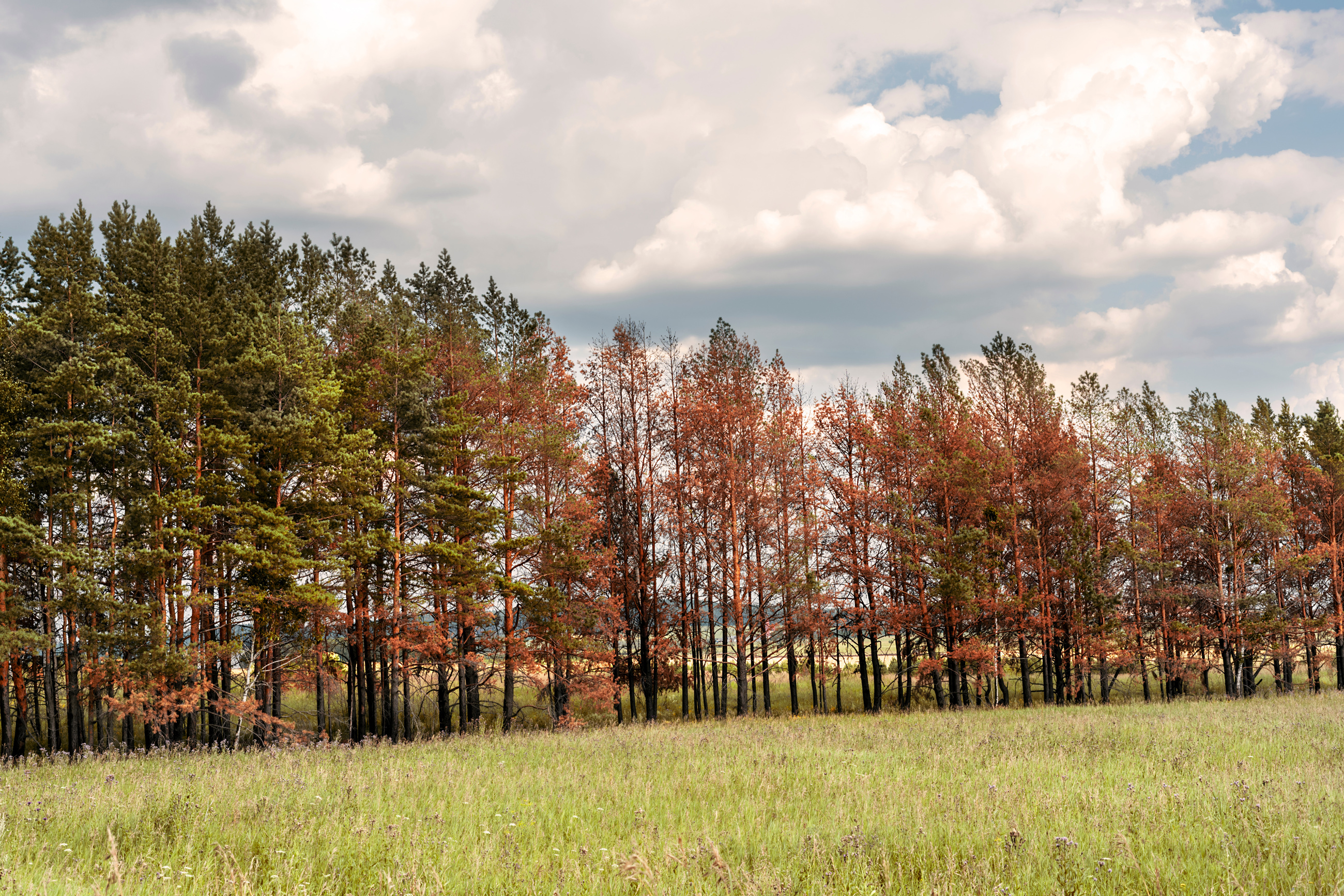 Tree Recovery Drought
