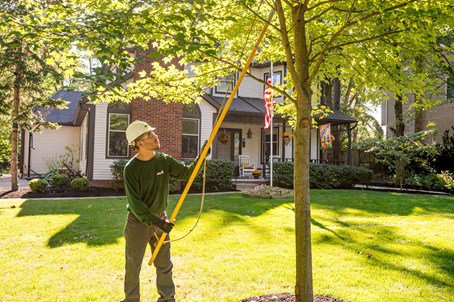 tree trimming