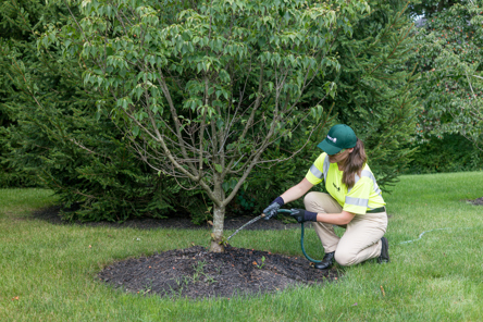 Photo of a Davey arborist watering a tree.