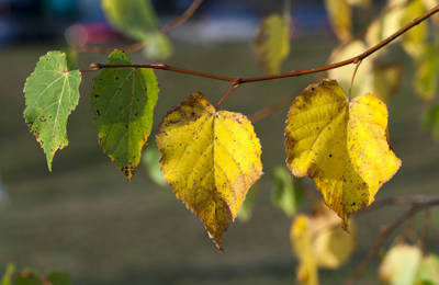 Yellow Leaves In Summer