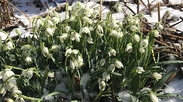 Commercial Blog Winter Landscape Side Image4 608X341