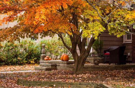 What Month Do Trees Change Color And Fall Davey Tree