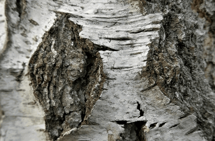 Pest And Disease Center Bronze Birch Borer Banner 1440X500