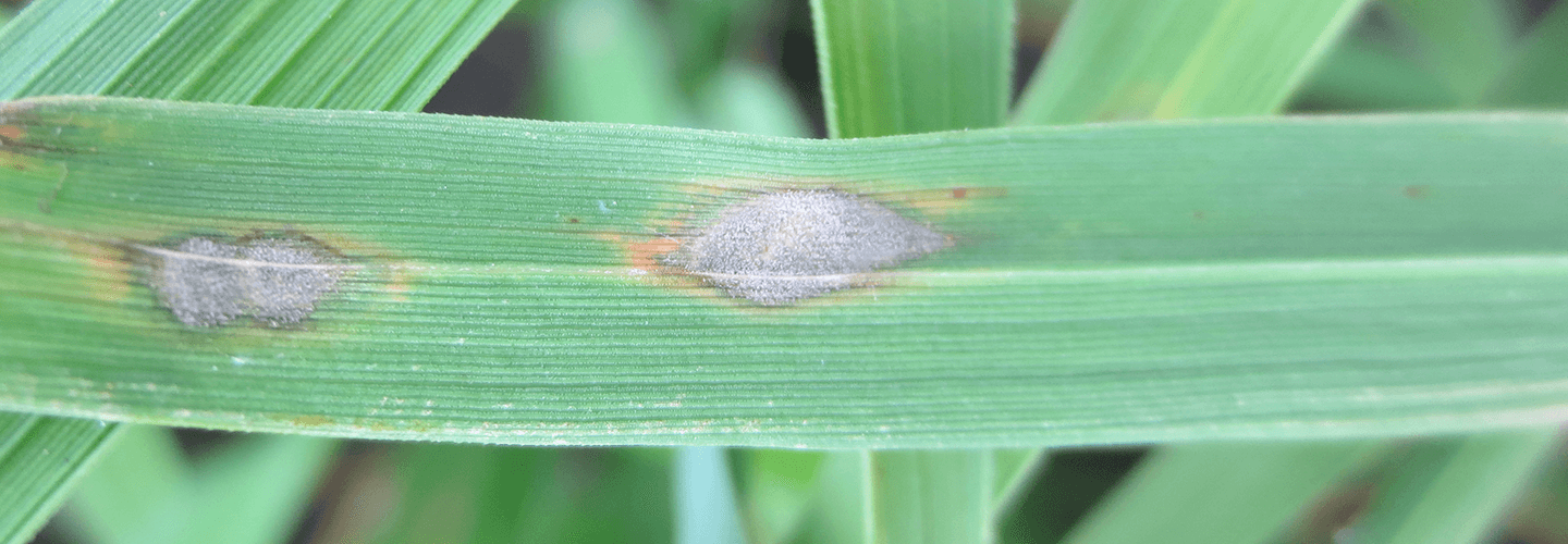 Pest And Disease Gray Leaf Spot Disease Banner 1440X500