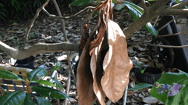 Pest And Disease Btb Tunneling Sideimage2 608X341