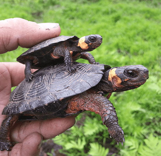 Endangered Threatened Species Turtles