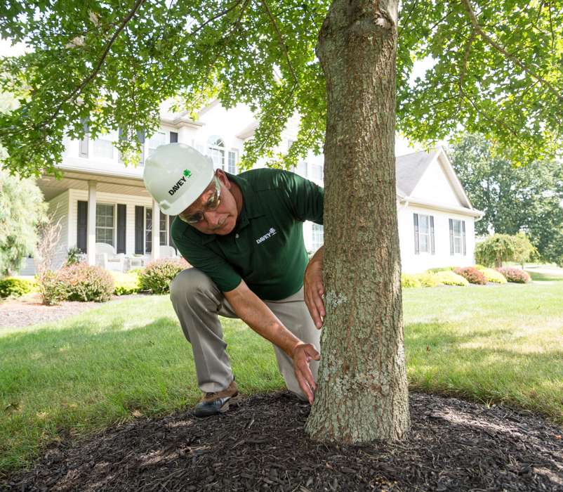 The Davey Tree Expert Company
