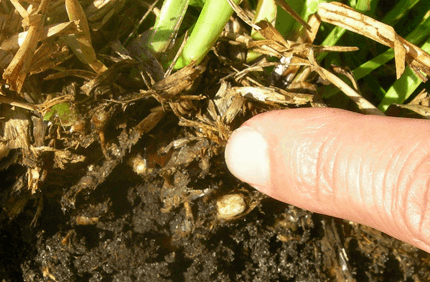 Pest And Disease Thatch Banner 1440X500