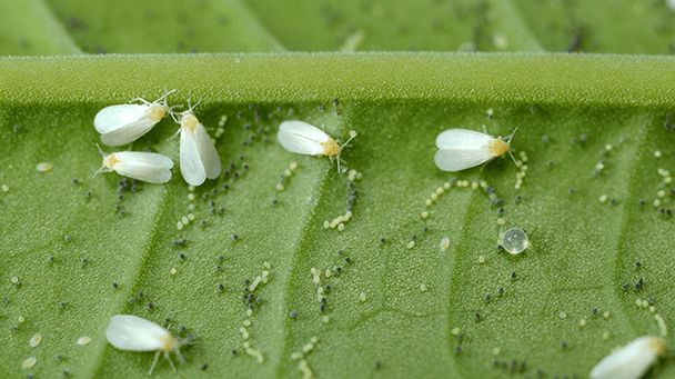 Ash Whitefly How to Get Rid of Ash Whitefly Davey Tree